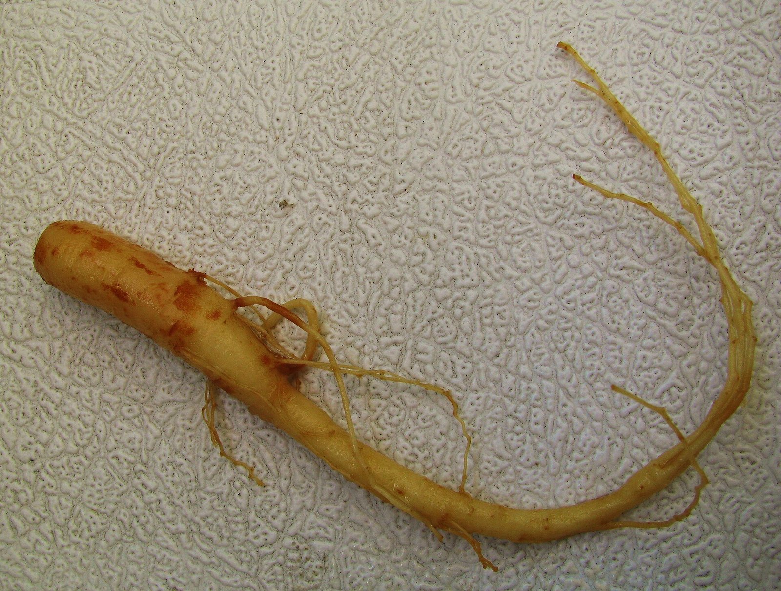 Ginseng root