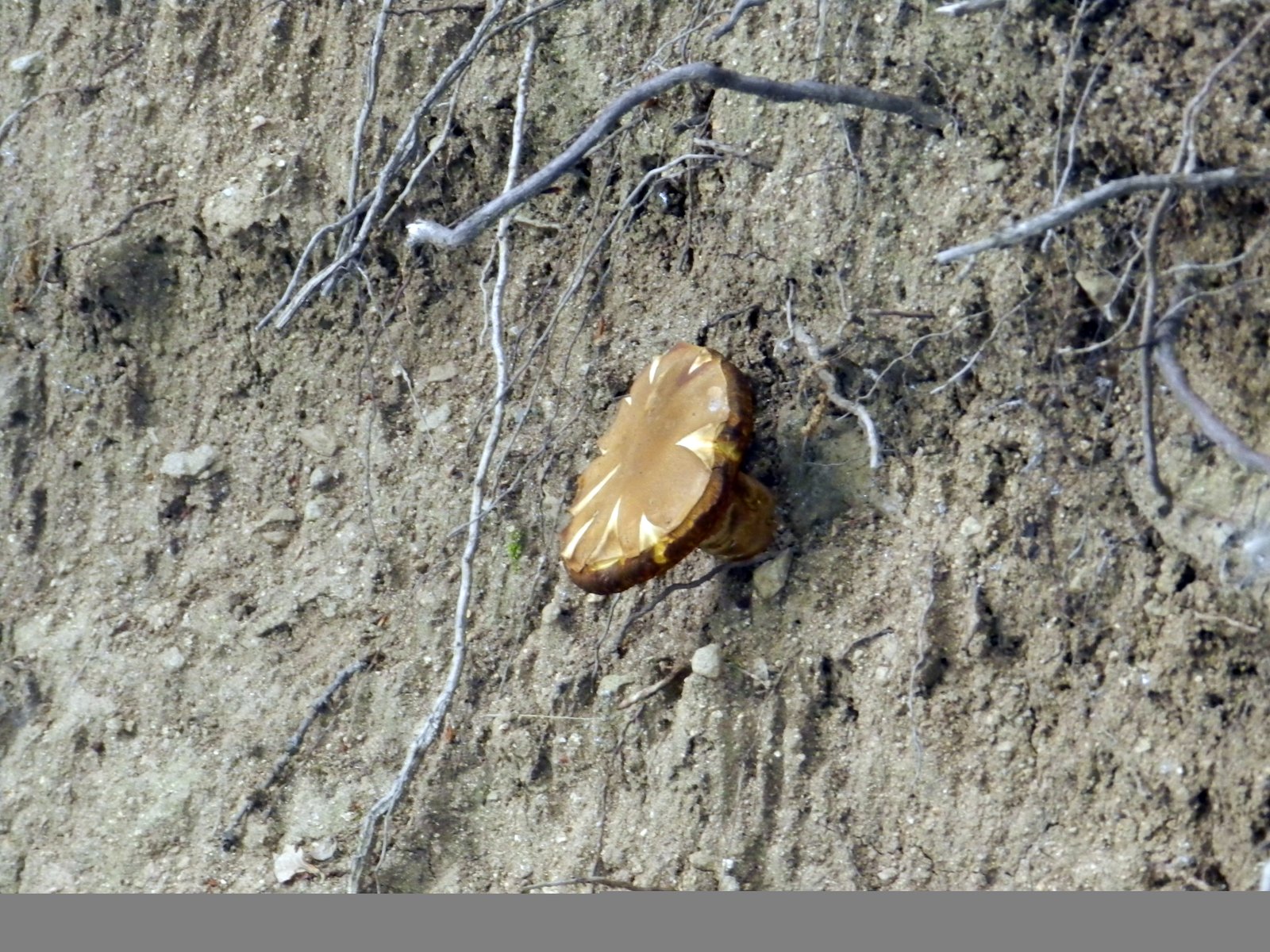 Reishi mushroom