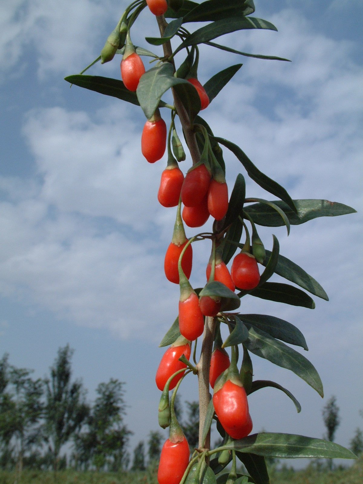 Goji berries