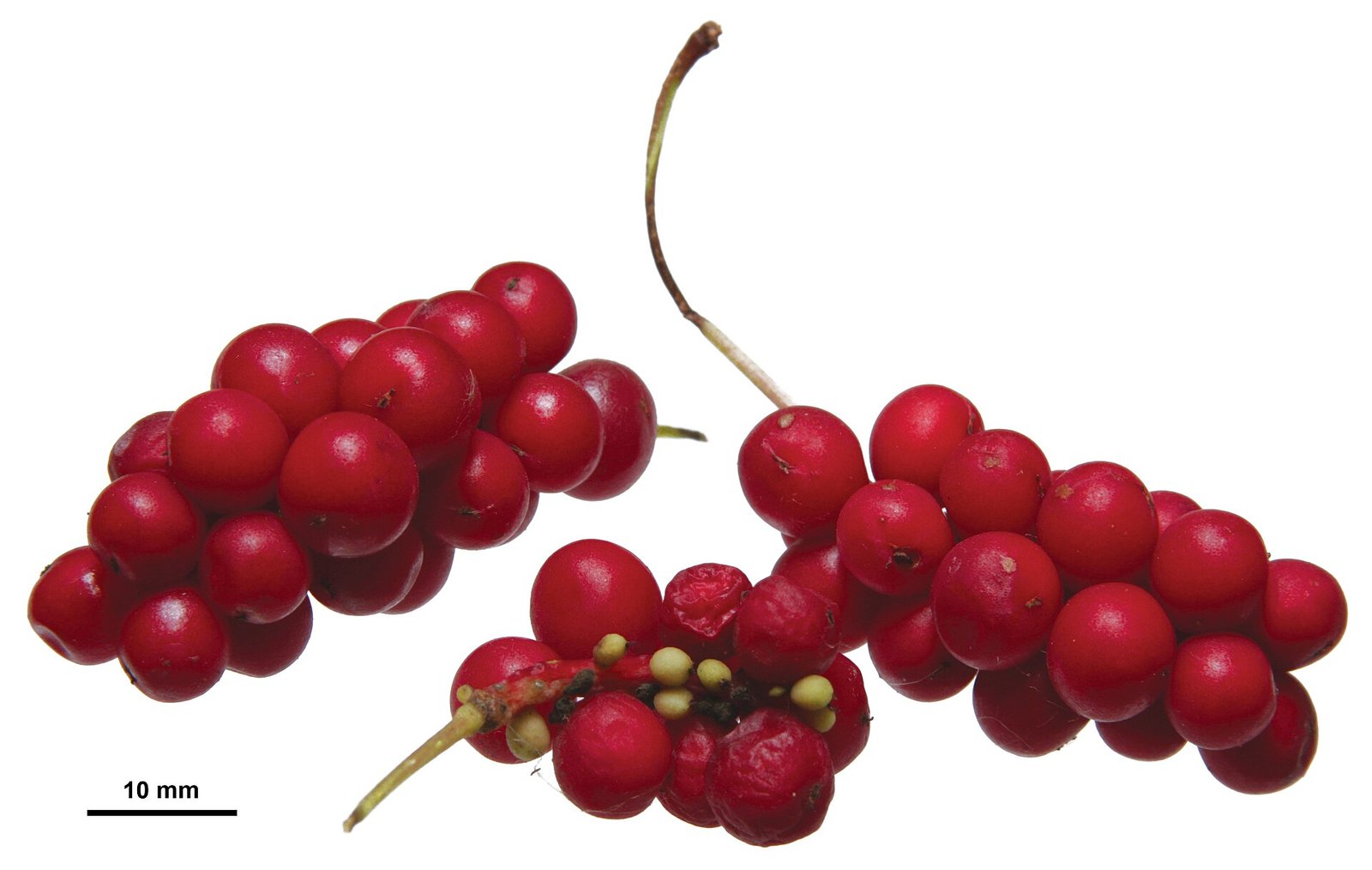 Schisandra berries